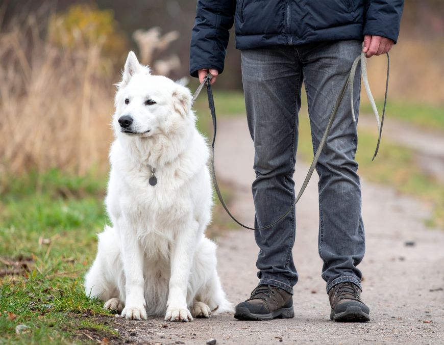 Firefly Une personne tenant son chien en laisse 300303